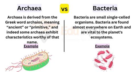 are archaeans most similar to bact